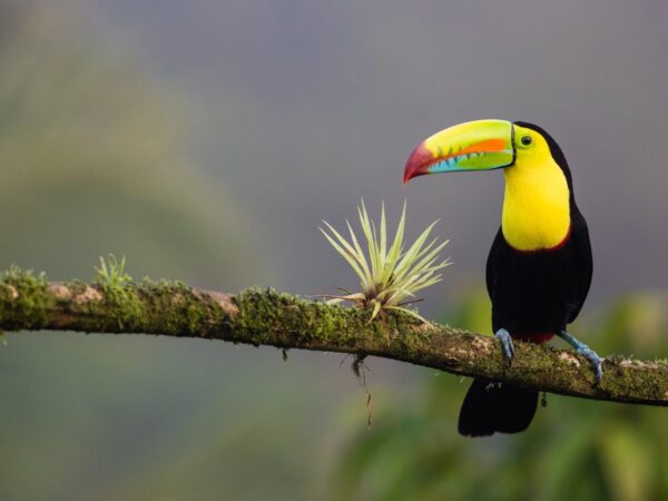 Exotic și luxuriant | Costa Rica
